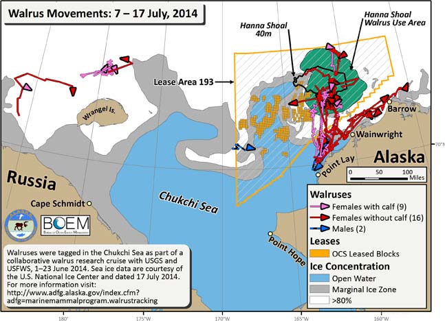 Requested Walrus Tracking Map