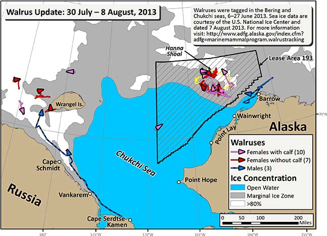 Requested Walrus Tracking Map