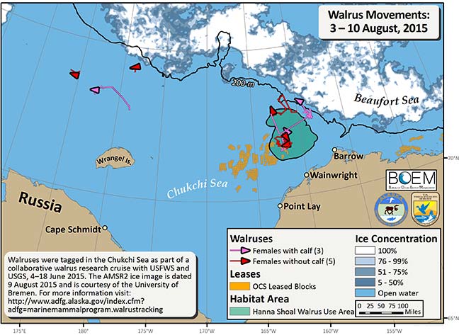 Requested Walrus Tracking Map