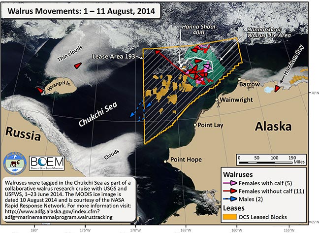 Requested Walrus Tracking Map