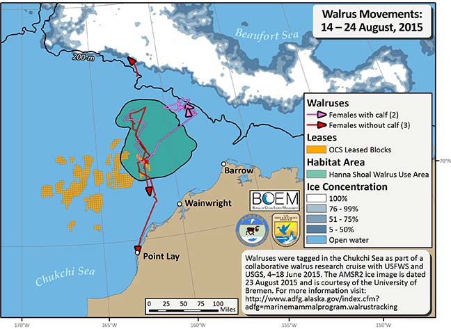 Requested Walrus Tracking Map