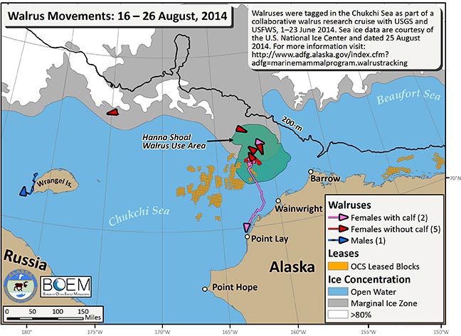 Requested Walrus Tracking Map