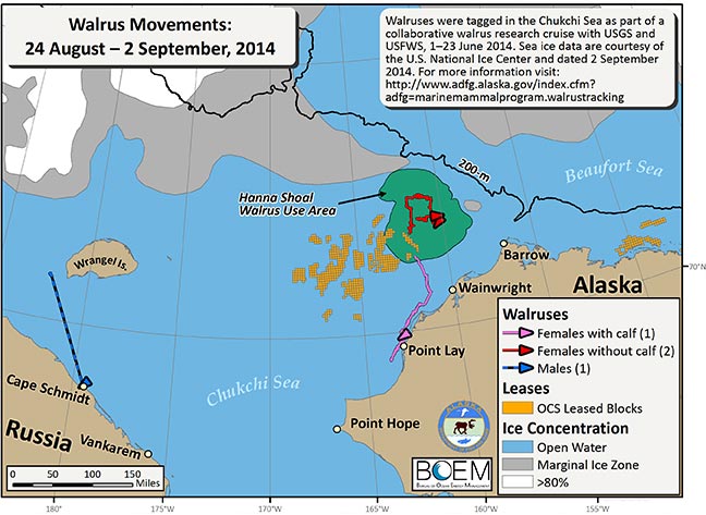 Requested Walrus Tracking Map