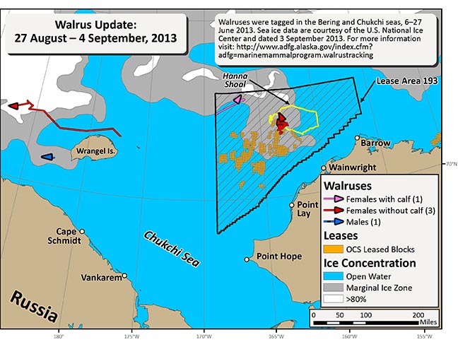 Requested Walrus Tracking Map