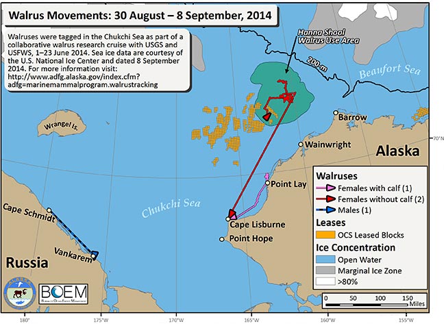 Requested Walrus Tracking Map