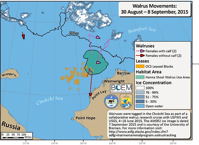 Requested Walrus Tracking Map