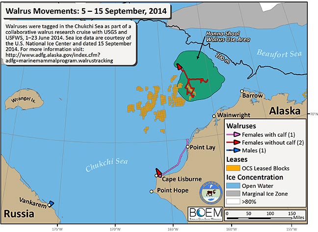 Requested Walrus Tracking Map