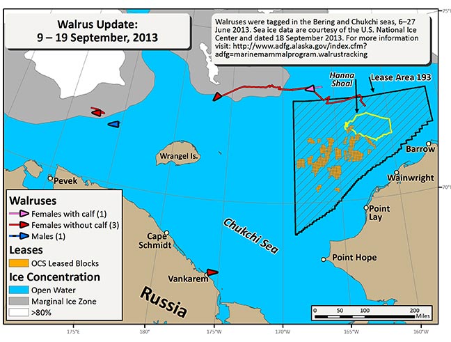 Requested Walrus Tracking Map