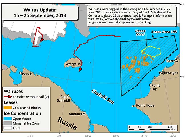 Requested Walrus Tracking Map