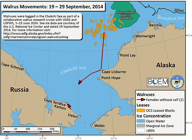 Requested Walrus Tracking Map