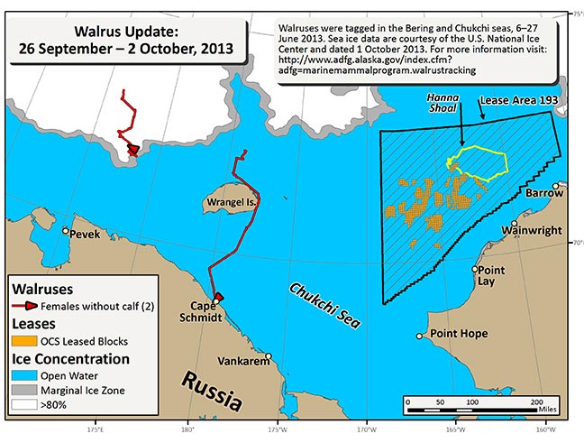 Requested Walrus Tracking Map