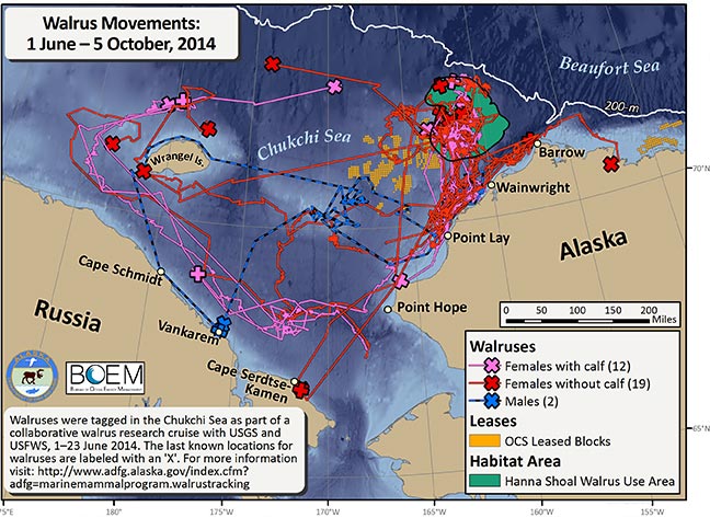 Requested Walrus Tracking Map