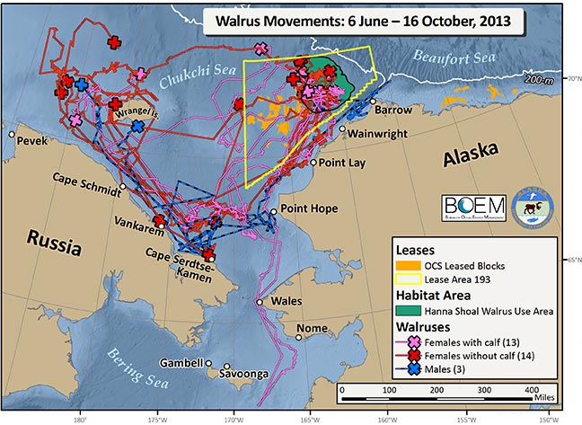 Requested Walrus Tracking Map