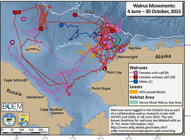 Requested Walrus Tracking Map