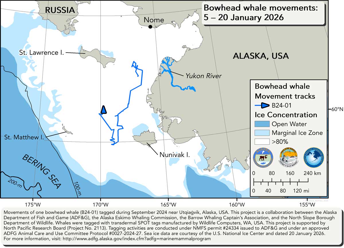 Map tracking bowhead whale movements between 01/05/2025 &ndash; 01/20/2026