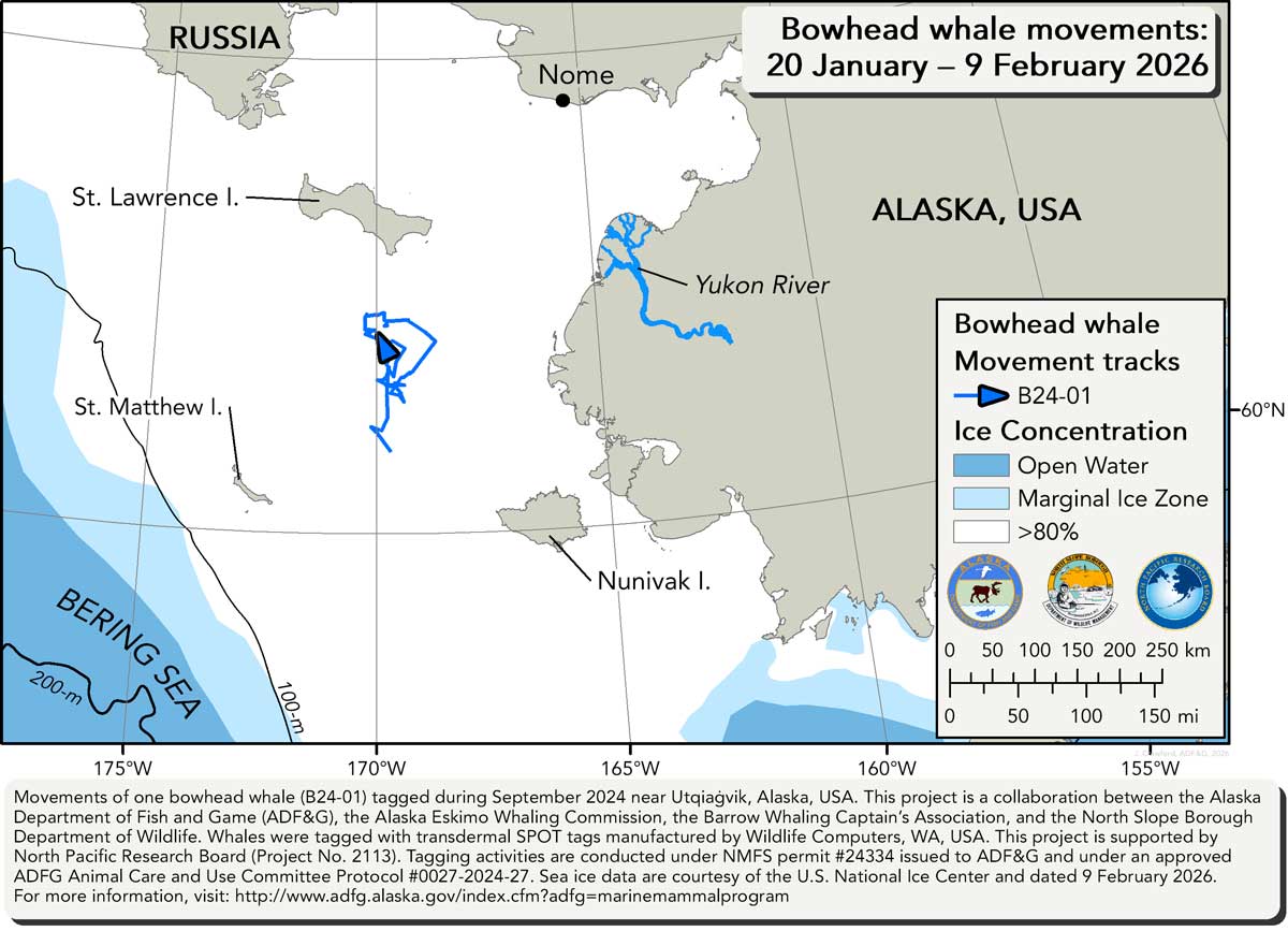 Map tracking bowhead whale movements between 01/20/2025 &ndash; 02/09/2026