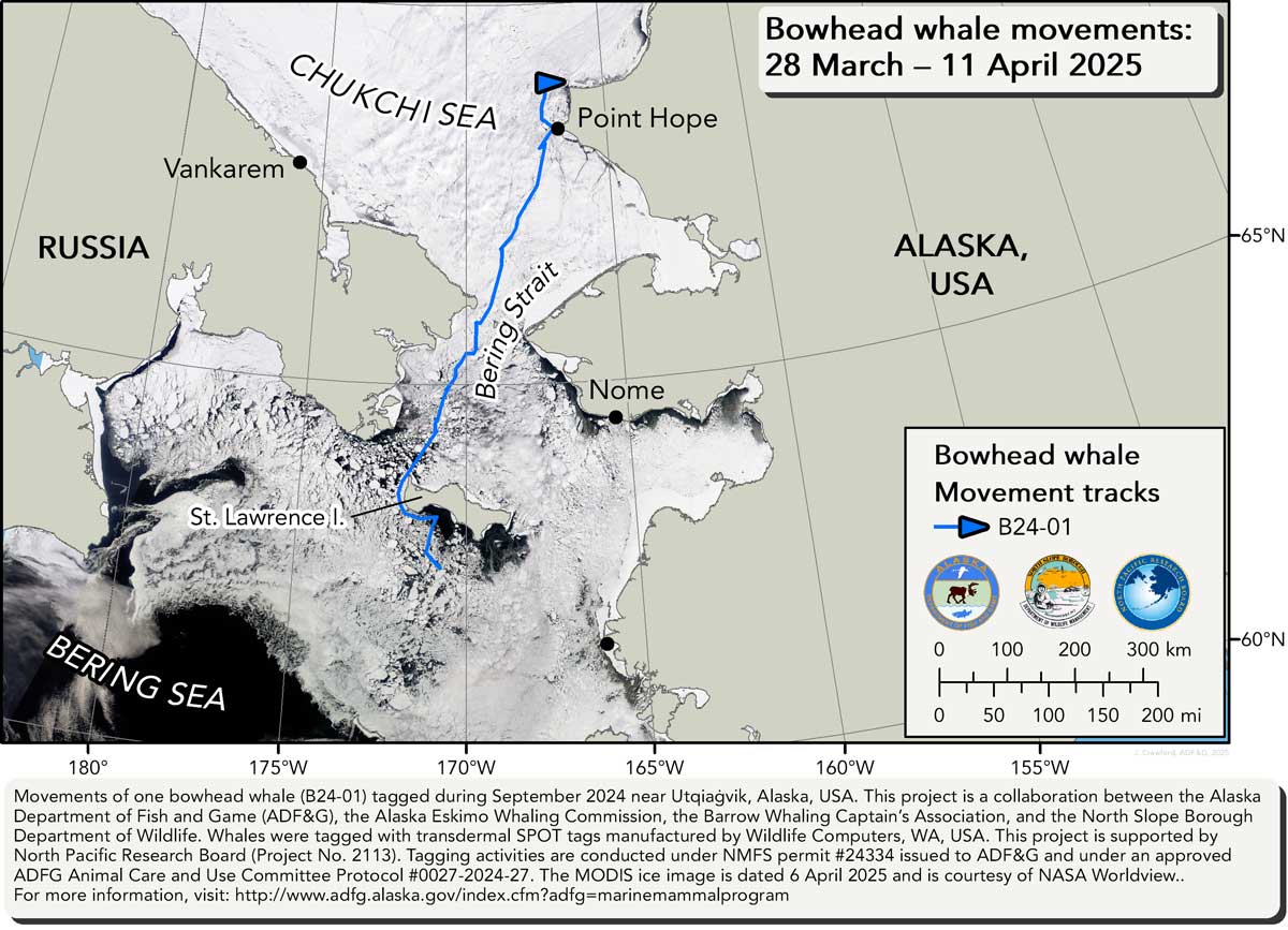 Map tracking bowhead whale movements between 03/28/2025 – 04/11/2025