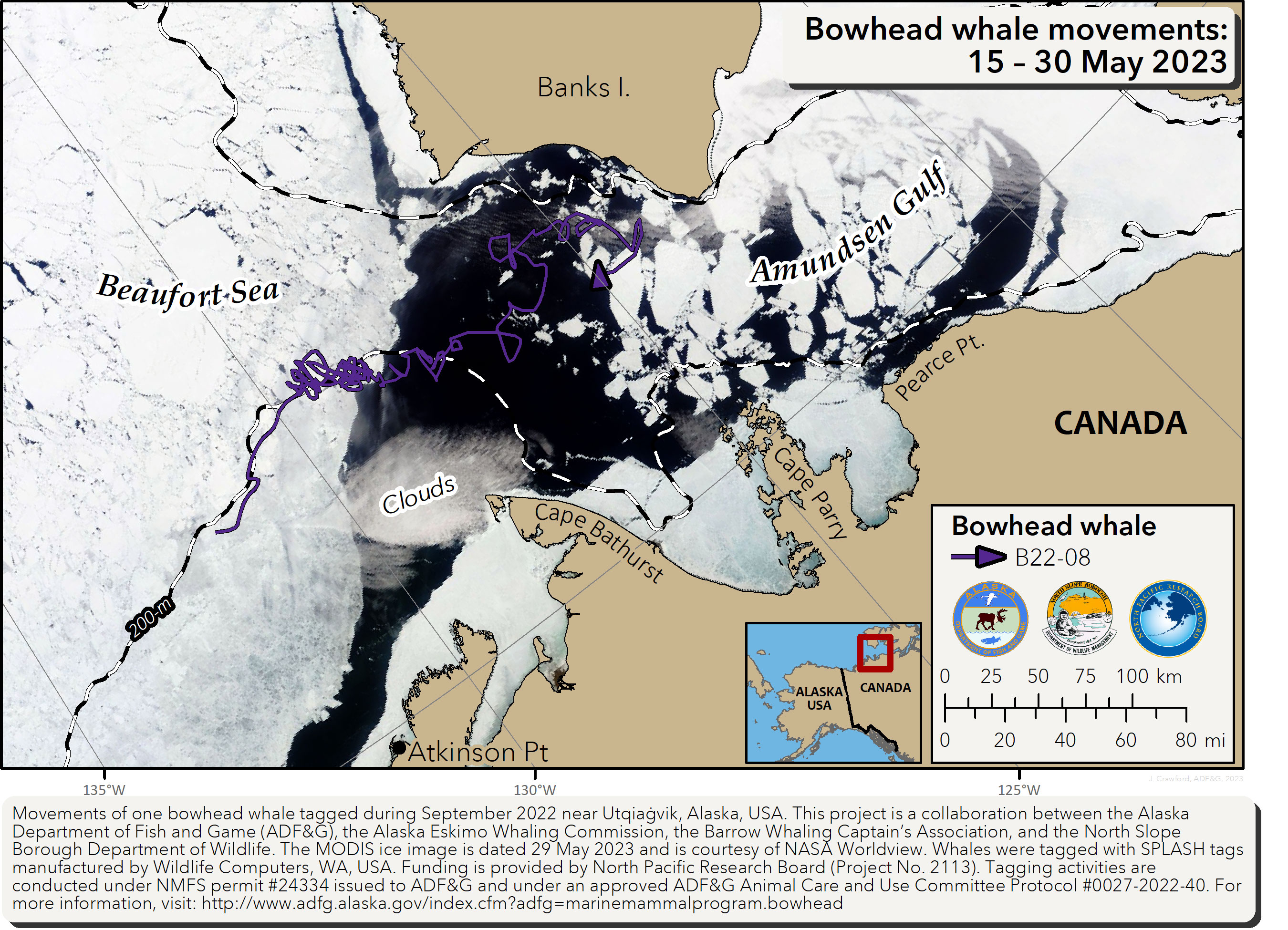 Map tracking bowhead whale movements between 05/15/2023 – 05/30/2023 - Alaska Department of Fish and Game (ADFG)