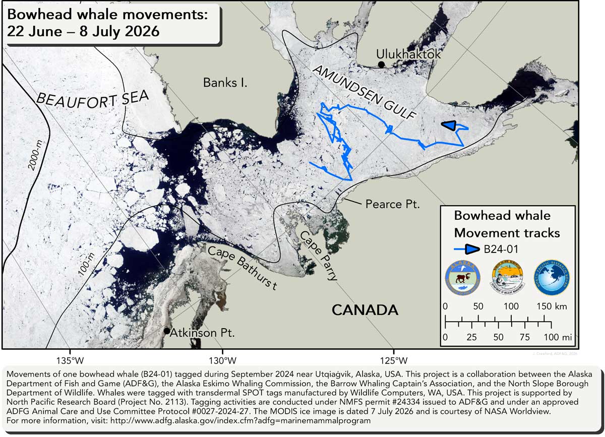 Map tracking bowhead whale movements between 06/22/2026 &ndash; 07/08/2026
