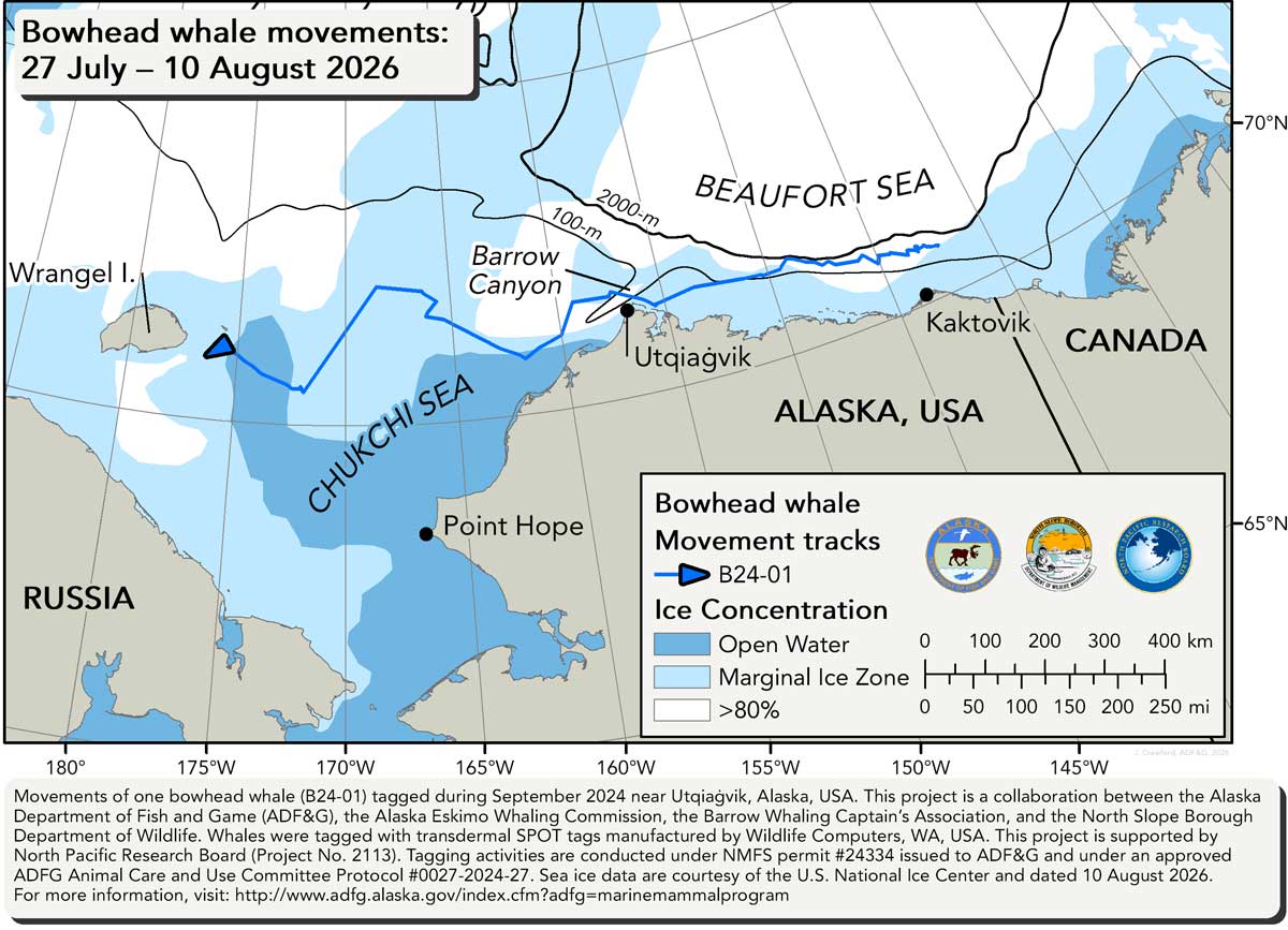Map tracking bowhead whale movements between 07/28/2026 &ndash; 08/10/2026