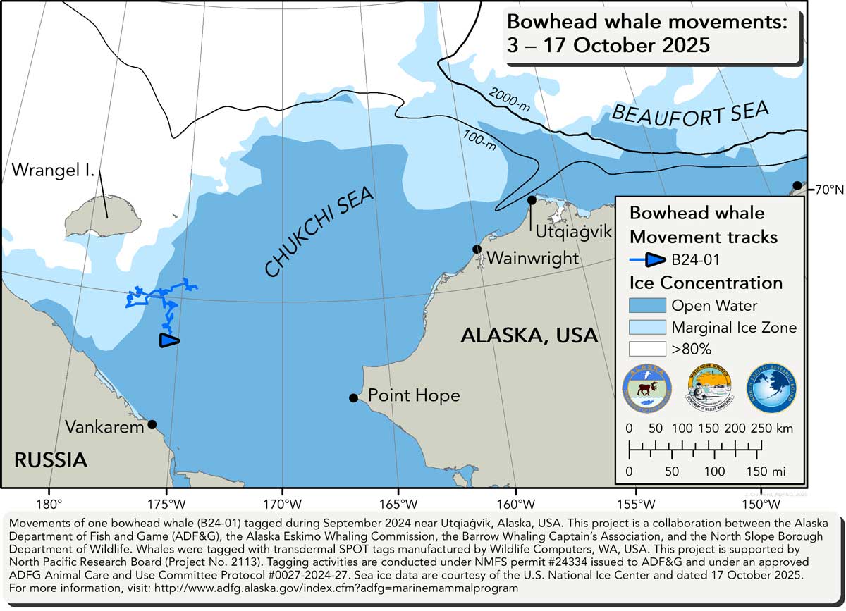 Map tracking bowhead whale movements between 10/03/2025 – 10/17/2025