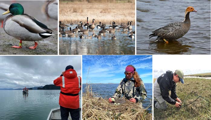 Miscellaneous images of waterfowl research.