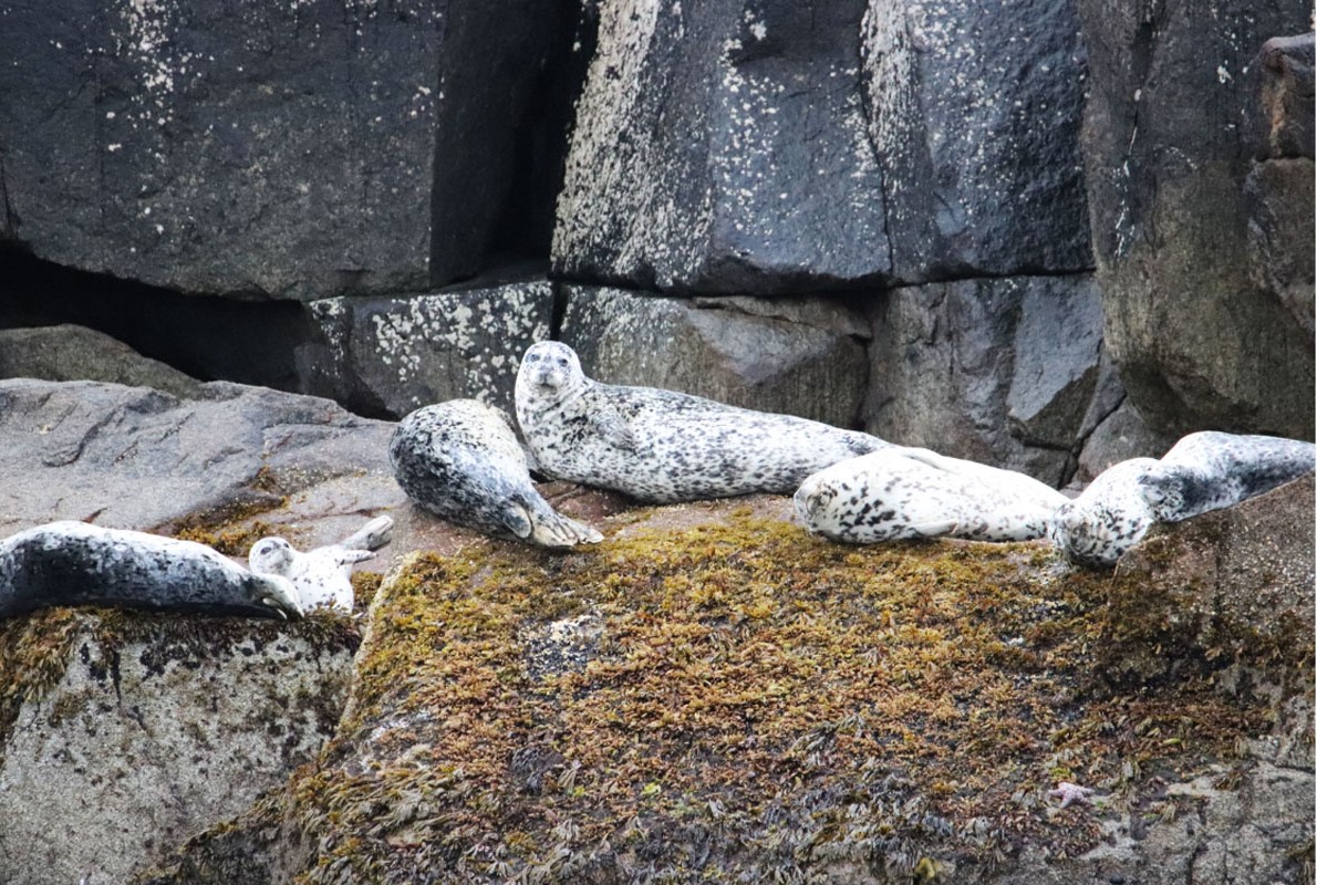 Iliamna Lake Seal (Harbor Seals) - Credits Arin Underwood - Alaska Department of Fish and Game (ADFG)