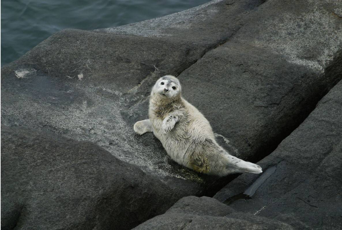 Iliamna Lake Seal (Harbor Seals) - Alaska Department of Fish and Game (ADFG)