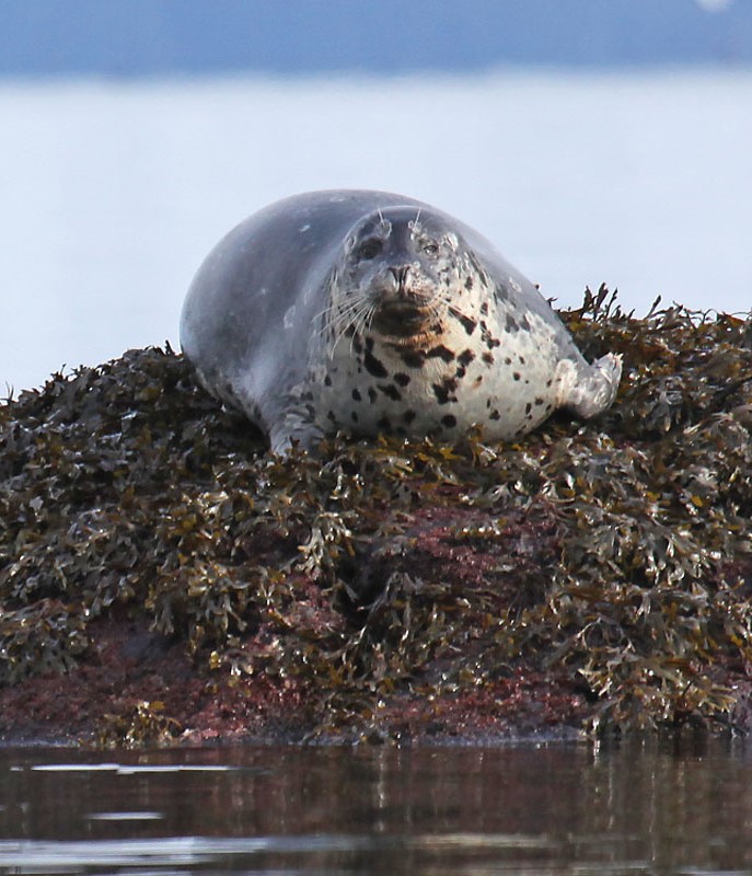 Iliamna Lake Seal (Harbor Seals) - Credits Tim Bowman - Alaska Department of Fish and Game (ADFG)