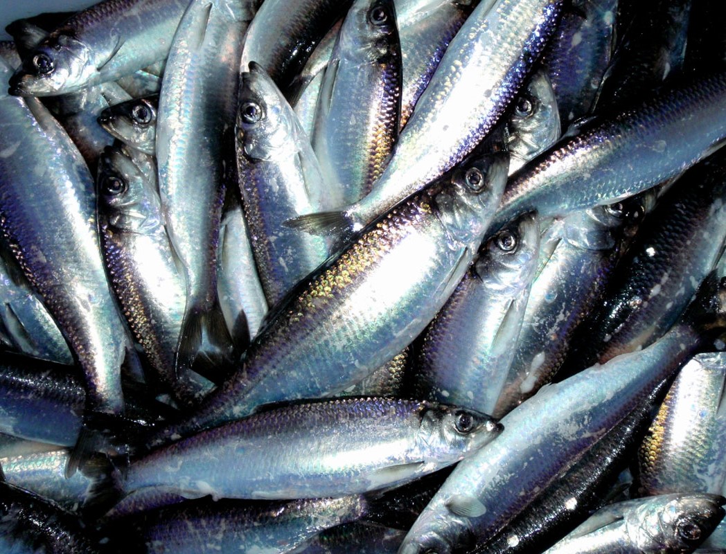 Lynn Canal Pacific Herring - Credits Dave Harris - Alaska Department of Fish and Game (ADFG)