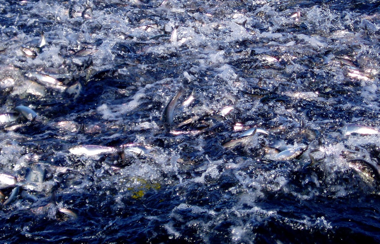 Lynn Canal Pacific Herring - Credits Dave Harris - Alaska Department of Fish and Game (ADFG)