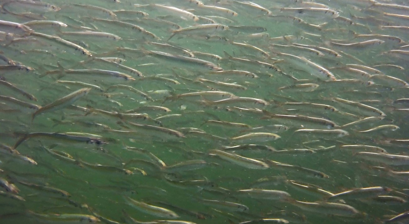 Lynn Canal Pacific Herring - Credits Riley Woodford - Alaska Department of Fish and Game (ADFG)