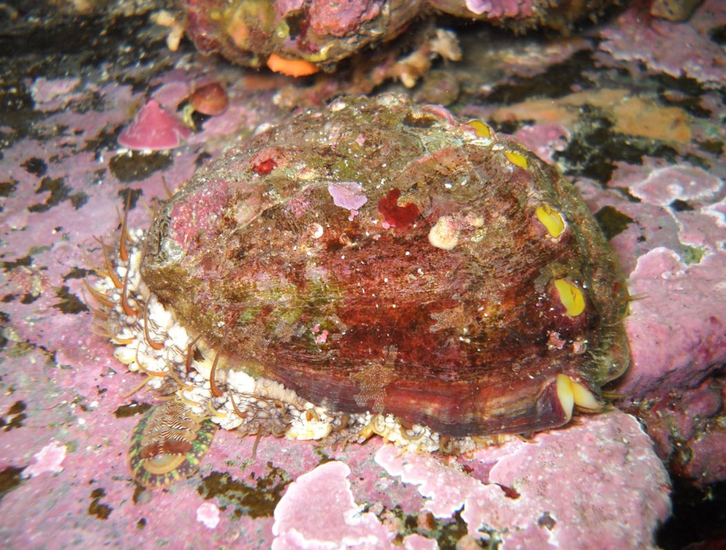 Pinto Abalone - Alaska Department of Fish and Game (ADFG)