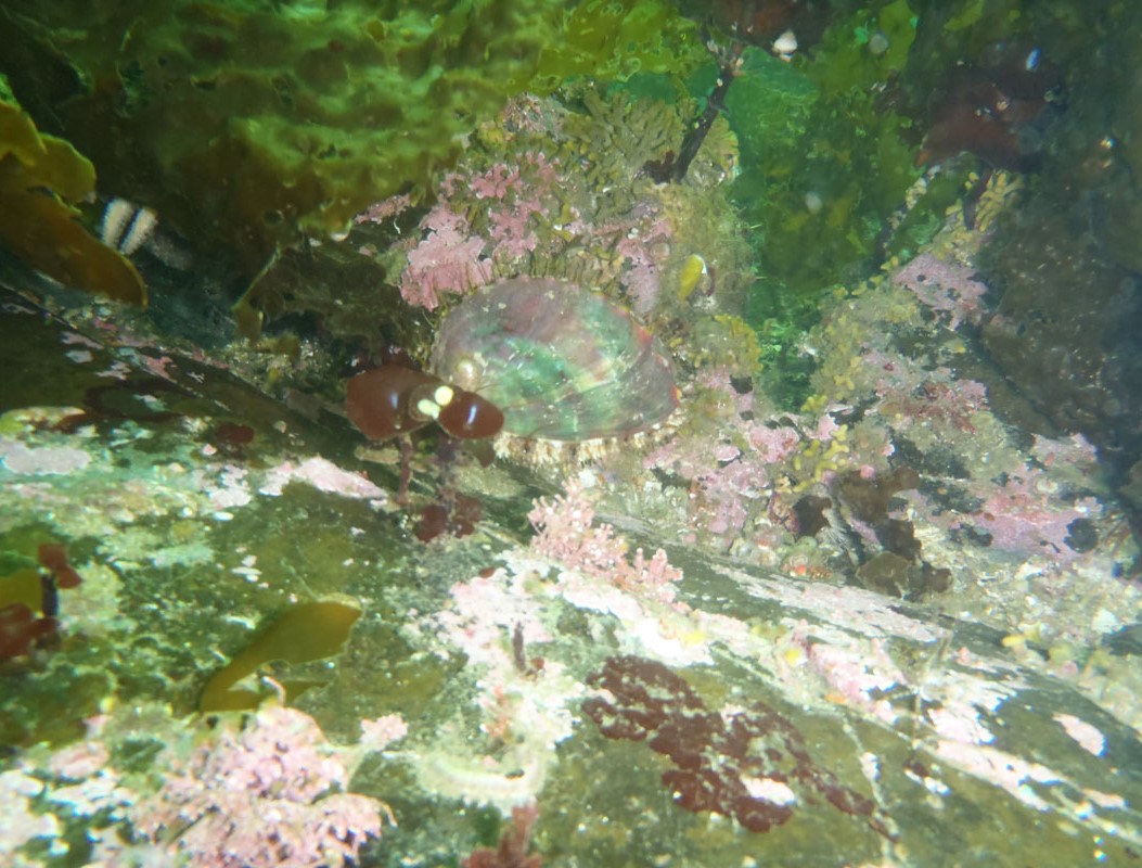 Pinto Abalone - Credits Eric Coonradt - Alaska Department of Fish and Game (ADFG)