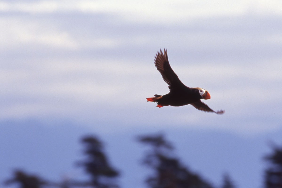 Tufted Puffin - Credits John Hydet - Alaska Department of Fish and Game (ADFG)
