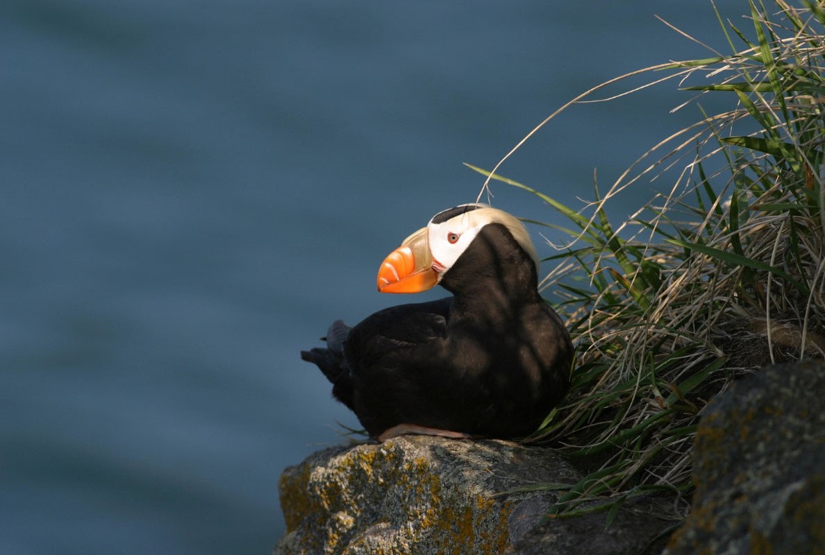 Tufted Puffin - Credits Kaarla Hart - Alaska Department of Fish and Game (ADFG)