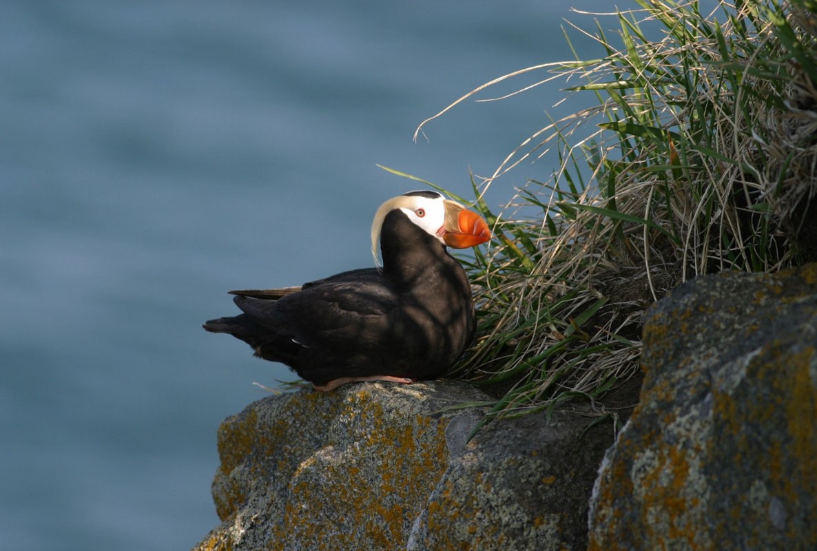 Tufted Puffin - Credits Kaarla Hart - Alaska Department of Fish and Game (ADFG)