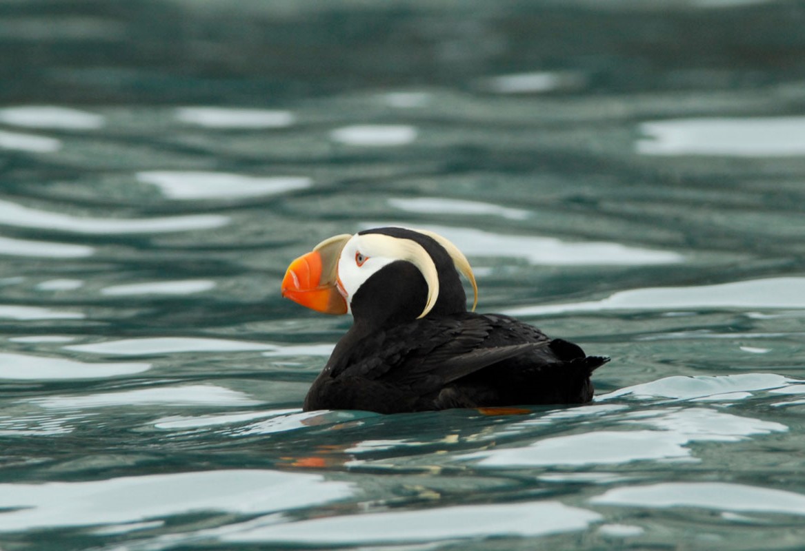 Tufted Puffin - Credits Jim Williams - Alaska Department of Fish and Game (ADFG)