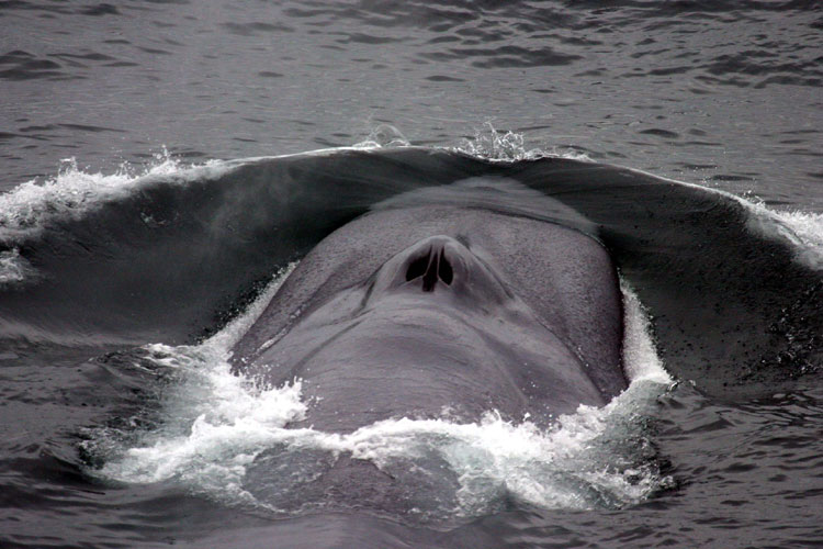 Blue Whale - Credits NOAA - Alaska Department of Fish and Game (ADFG)