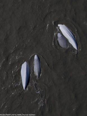 Cook Inlet Beluga Whale - Credits NOAA - Alaska Department of Fish and Game (ADFG)