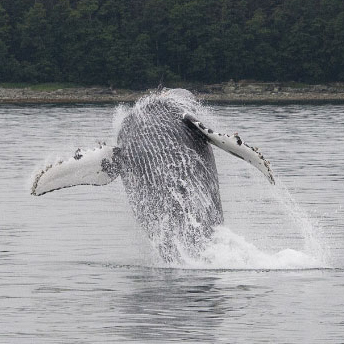 Humpback Whale (Western North Pacific DPS and Mexico DPS)