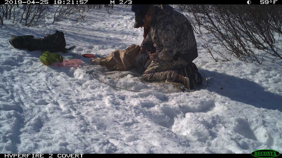 Alaska Hare Capture Footage - Alaska Department of Fish and Game (ADFG)