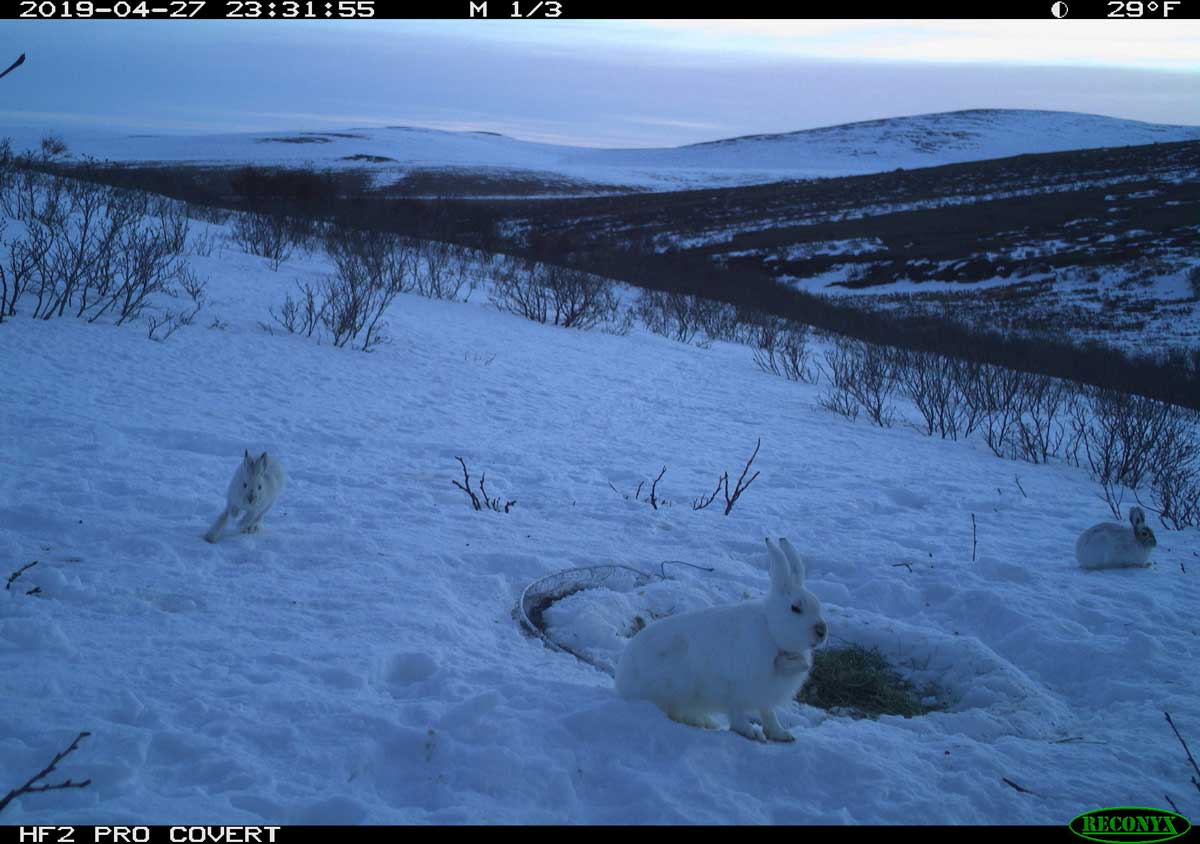 Alaska Hare Footage - Alaska Department of Fish and Game (ADFG)