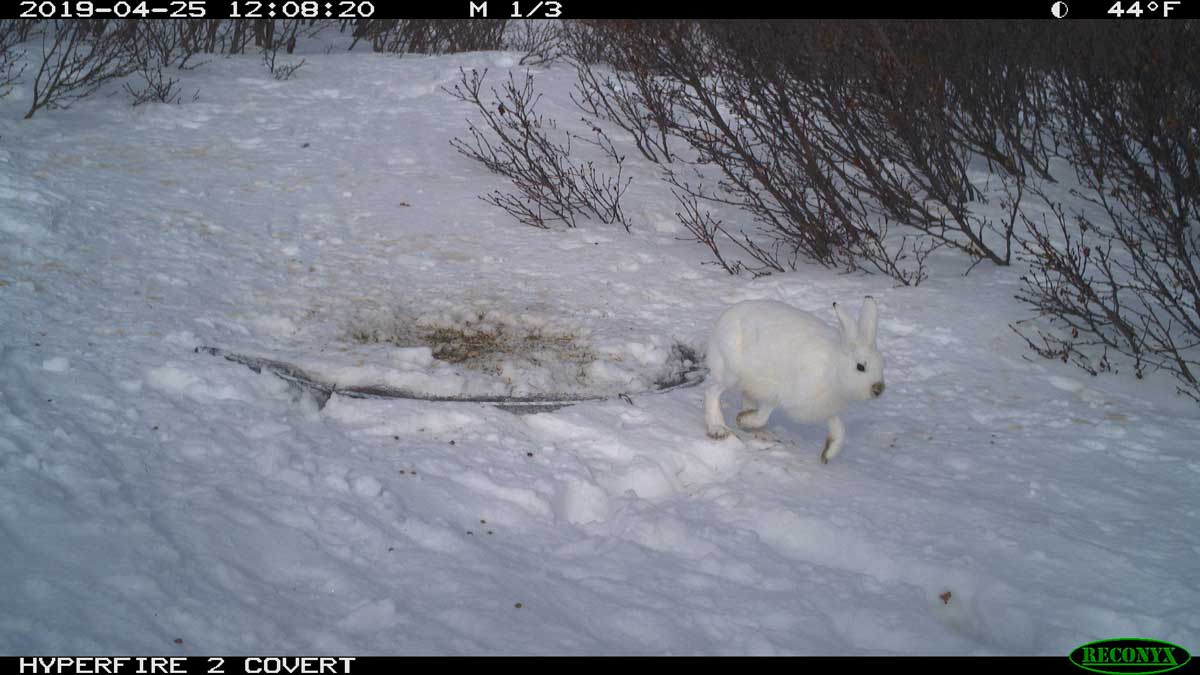 Alaska Hare Footage - Alaska Department of Fish and Game (ADFG)