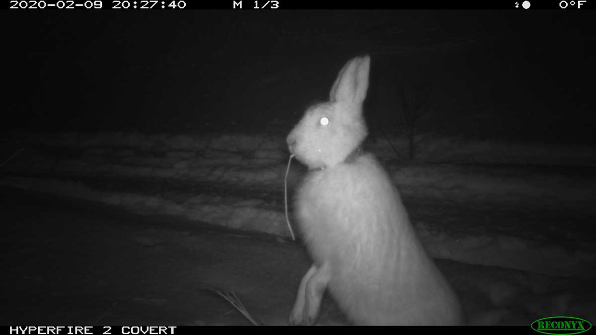 Alaska Hare Research - Threatened, Endangered, and Diversity Program,  Alaska Department of Fish and Game