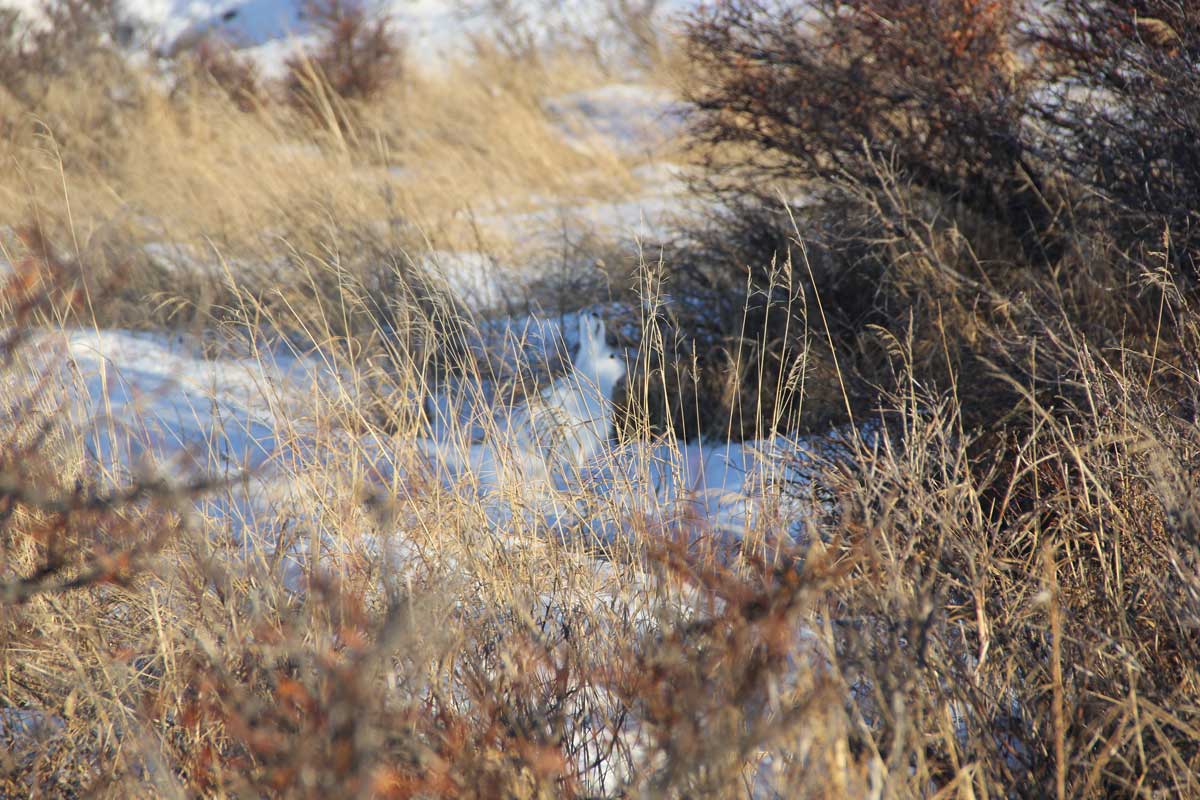 Photo by Richard Merizon - Alaska Department of Fish and Game (ADFG)