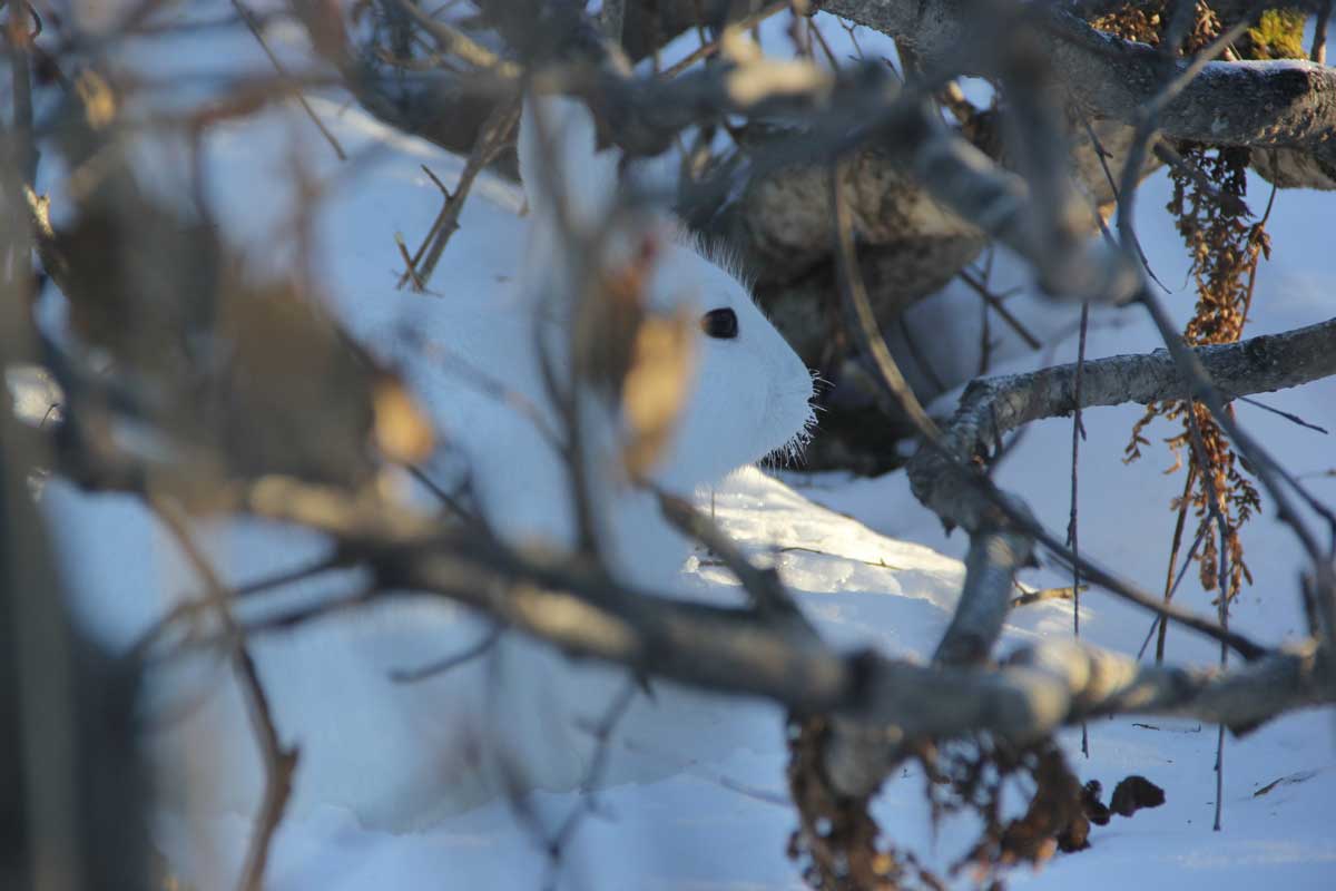 Photo by Richard Merizon - Alaska Department of Fish and Game (ADFG)