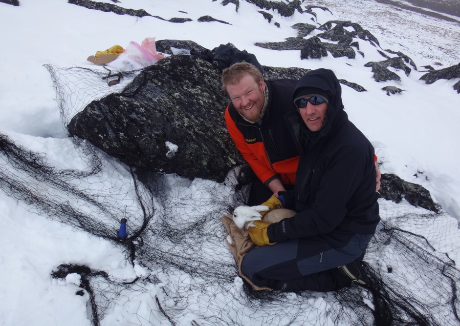 Biologists Capturing an Alaskan Hare - Alaska Department of Fish and Game (ADFG)