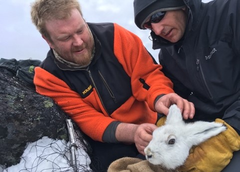 Biologists Tagging an Alaskan Hare - Alaska Department of Fish and Game (ADFG)