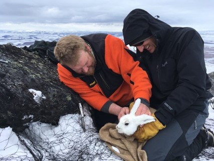 Biologists Releasing an Alaskan Hare - Alaska Department of Fish and Game (ADFG)